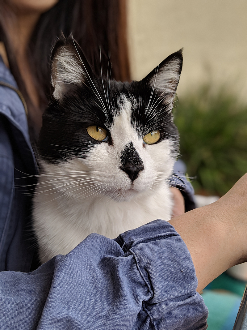 Po the black and white cat sitting happily on someones lap