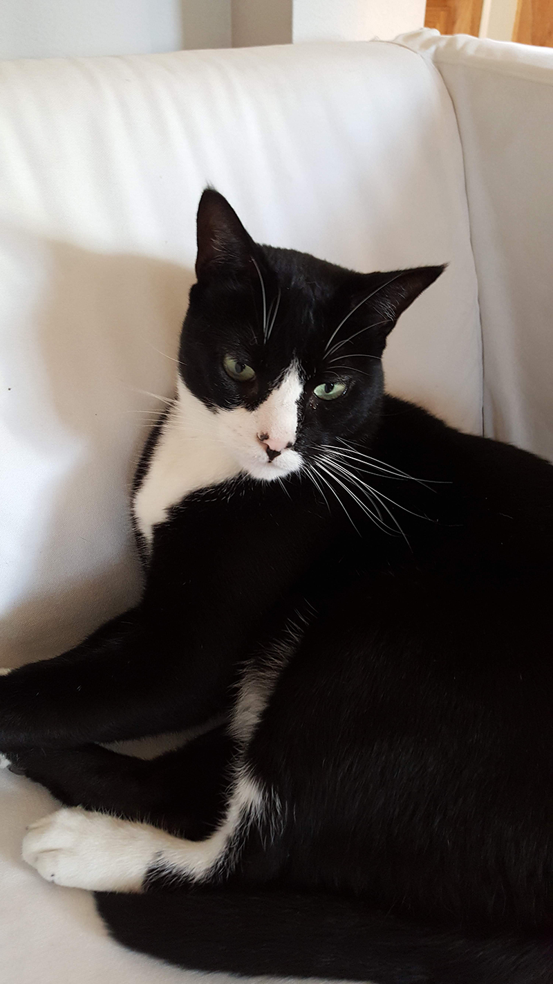 Seymour the tuxedo cat posing for his fans