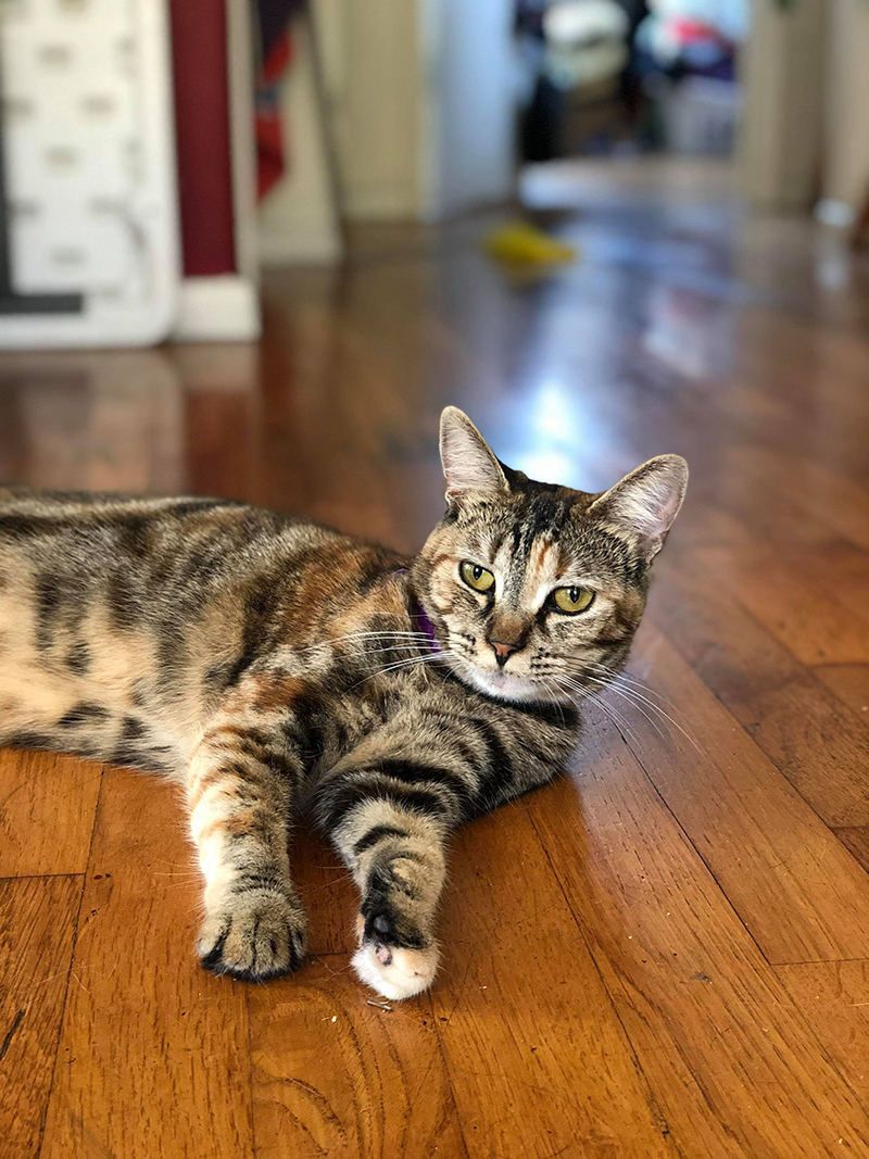 Winnie the tabby cat lounging on the hard wood floor